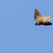 Northern Rough-winged Swallow